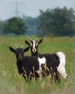 Prachtige jonge dwerg bokjes te koop aangeboden, Dieren en Toebehoren, Schapen, Geiten en Varkens, Mannelijk, Geit, 0 tot 2 jaar