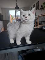 Britse korhaar kittens, Dieren en Toebehoren, Meerdere dieren