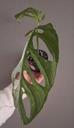 Monstera indonesian marble variegata, Huis en Inrichting, Kamerplanten, Ophalen, Halfschaduw, Minder dan 100 cm