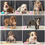 American bully xl pups, Dieren en Toebehoren, Honden | Bulldogs, Pinschers en Molossers, Rabiës (hondsdolheid), Overige rassen
