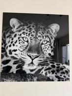 Glazen schilderij Luipaard, Huis en Inrichting, Woonaccessoires | Schilderijen, Tekeningen en Foto's, Ophalen, Zo goed als nieuw