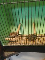 Glosters, Dieren en Toebehoren, Vogels | Kanaries, Meerdere dieren