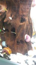 Appelslakken mix 24 stuks, Dieren en Toebehoren, Vissen | Aquariumvissen, Slak of Weekdier, Zoetwatervis