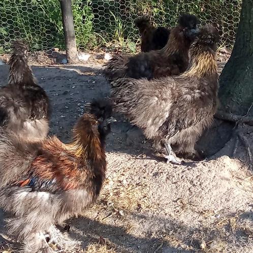 Zijdehoen hanen, Dieren en Toebehoren, Pluimvee, Kip, Mannelijk