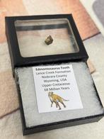 Edmontosaurus Tooth, dinosaurus tand fossiel 68 miljoen jaar, Verzamelen, Mineralen en Fossielen, Ophalen of Verzenden, Fossiel