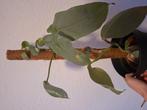 Philodendron silver sword met zwarte bloempot, Ophalen of Verzenden, Halfschaduw, Minder dan 100 cm