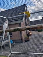 Halsbanden, Dieren en Toebehoren, Meerdere dieren, Parkiet, Geringd