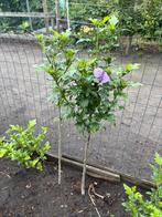 Hibiscus(sen) op stam paars bloem, Tuin en Terras, Planten | Bomen, Volle zon, 100 tot 250 cm, Zomer, Overige soorten