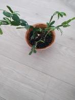 Cactis, Huis en Inrichting, Kamerplanten, Ophalen, Cactus, Volle zon, Minder dan 100 cm