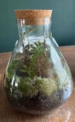 Plant, Huis en Inrichting, Kamerplanten, Ophalen, Halfschaduw, Minder dan 100 cm