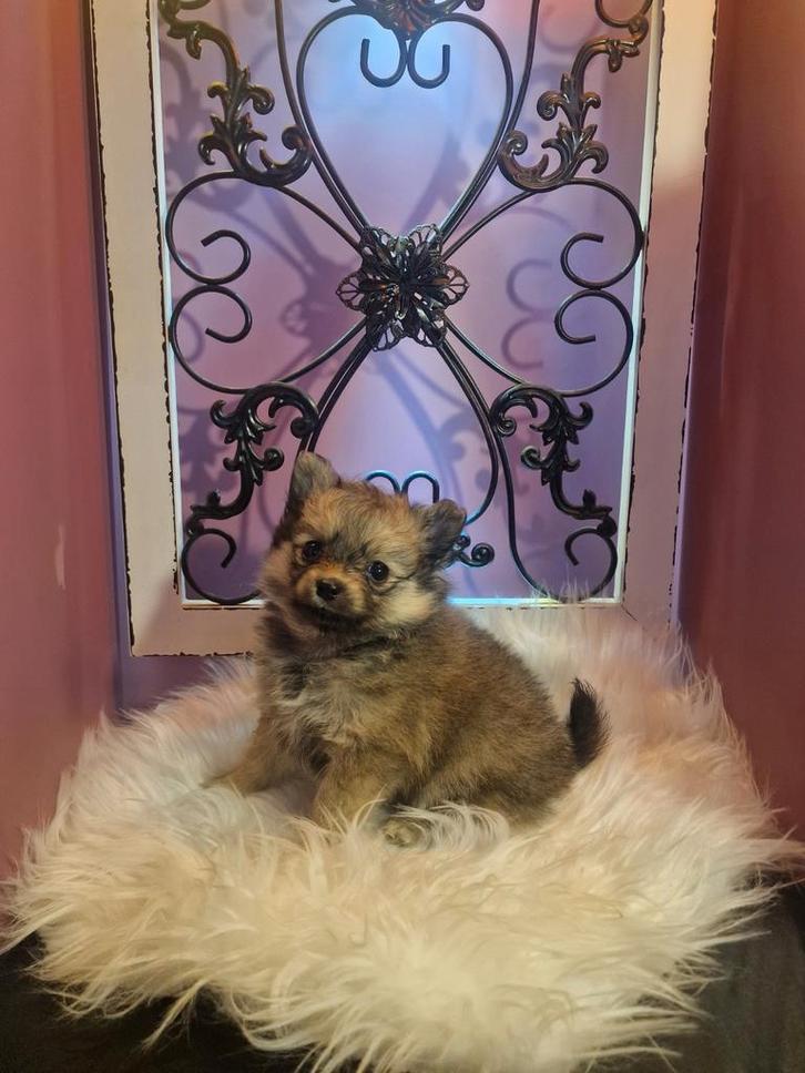 Pomeriaan x Pomchi  1 donkere reu, Dieren en Toebehoren, Honden | Chihuahua's en Gezelschapshonden, Reu, Overige rassen, Particulier