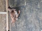 1 stel kwaker, Dieren en Toebehoren, Meerdere dieren, Kip