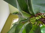 Stekjes van deze grote bananenplant., Tuin en Terras, Planten | Bomen, Volle zon, Minder dan 100 cm, Zomer, Overige soorten