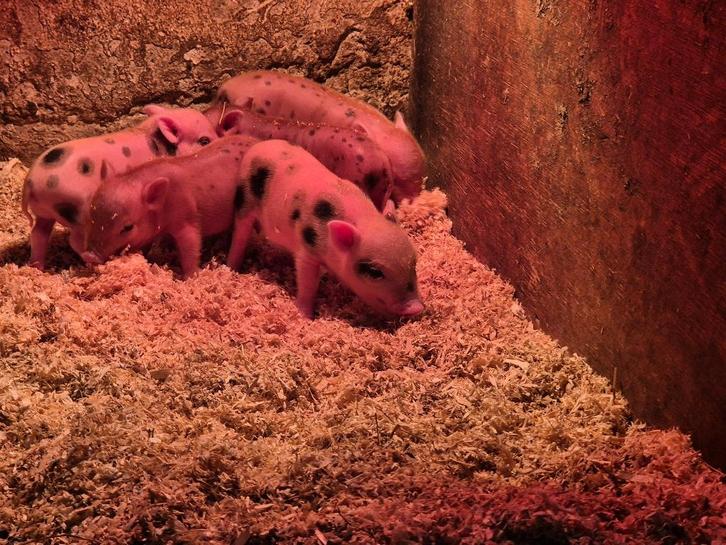 1zeer kleine micro biggetje, Dieren en Toebehoren, Schapen, Geiten en Varkens, Varken, Vrouwelijk, 0 tot 2 jaar