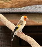 Majoor putters koppel, Meerdere dieren, Wildzangvogel