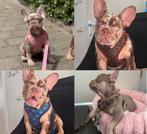 Honden tuigje+lijn gucci & lv tuigjes franse bulldog, Dieren en Toebehoren, Ophalen of Verzenden, Nieuw
