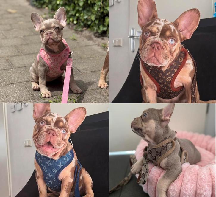 Honden tuigje+lijn gucci & lv tuigjes franse bulldog, Dieren en Toebehoren, Honden-accessoires, Nieuw, Ophalen of Verzenden
