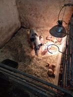 Zeer kleinblijvend micro biggetjes/ varkentje, Vrouwelijk, Varken, 0 tot 2 jaar