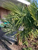 Trachycarpus fortunei Chinese waaierpalm, Tuin en Terras, Planten | Tuinplanten, Ophalen, Overige soorten, Volle zon