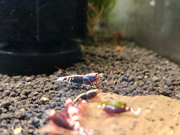 Red Metallic Nanashi garnalen, Dieren en Toebehoren, Vissen | Aquariumvissen, Kreeft, Krab of Garnaal