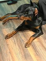 Rasechte Dobermann! 10 maand oud, Dieren en Toebehoren, Honden | Bulldogs, Pinschers en Molossers, Particulier, Rabiës (hondsdolheid)