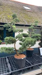 Vormboom juniperis 1,70 hoog nu 10% korting van €325 nu, Tuin en Terras, Ophalen, Volle zon, Overige soorten, 100 tot 250 cm