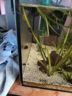 Ramshoorn slakken, Slak of Weekdier