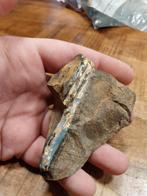 Versteend en geopaliseerd hout uit Australië, Ophalen of Verzenden