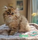 3 persjes (katertjes)mogen verhuizen, Dieren en Toebehoren, Katten en Kittens | Raskatten | Langhaar, Kater, Gechipt, 0 tot 2 jaar