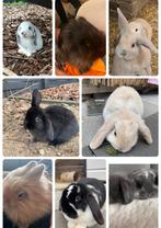 Nieuw huisje gezocht voor onze nijntjes, Dieren en Toebehoren, Konijnen, Meerdere dieren, 0 tot 2 jaar