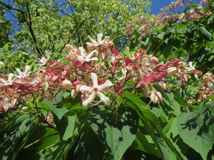 Pindakaasstruik / Clerodendron Trichotomum, Tuin en Terras, Planten | Tuinplanten, Vaste plant, Overige soorten, Volle zon, Zomer