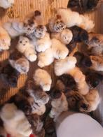 Usa zijdehoen hen kuikens, Dieren en Toebehoren, Pluimvee, Vrouwelijk, Kip