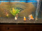 3 koi’s worden tegroot voor het aquarium, Dieren en Toebehoren, Vissen | Vijvervissen, Karper of Koi