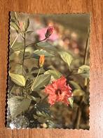 Oude ansichtkaart met bloem Hibiscus. Chinese Roos., Ophalen of Verzenden, 1960 tot 1980, Ongelopen, Natuur