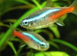 Neon Tetra - Leuke scholenvis voor het tropisch aquarium, Dieren en Toebehoren, Vissen | Aquariumvissen, Zoetwatervis, Vis, Schoolvis