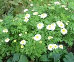 Moederkruid inheemse vaste plant Tanacetum parthenium white, Ophalen of Verzenden, Zomer, Overige soorten, Volle zon