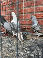 Sierduiven, Meerdere dieren, Overige soorten