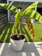 Bananenboom, ca. 150 cm, Ophalen, Volle zon, Overige soorten, 100 tot 250 cm