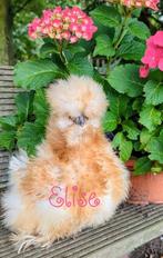 Broedeieren usa zijdehoenders kans op krulveer zijdehoen, Dieren en Toebehoren, Pluimvee, Kip