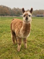 Alpaca, Dieren en Toebehoren, Overige Dieren, Juli, Mannelijk
