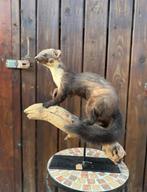 Opgezette marter - taxidermie, Dieren en Toebehoren, Meerdere dieren, Kip
