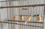 Kanaries, Dieren en Toebehoren, Vogels | Kanaries, Meerdere dieren, Zangkanarie