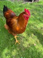 New hampshire haan gratis, Dieren en Toebehoren, Pluimvee, Mannelijk, Kip
