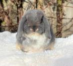 Mooie lieve minilop ram 11 weekjes, Dieren en Toebehoren, Konijnen, Mannelijk, Dwerg, Hangoor