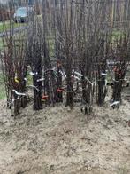 Fruit . Peren . Appels. Wat kersen, Ophalen of Verzenden, Minder dan 100 cm, Appelboom, Lente