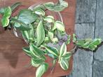 Tradescantia Fluminensis Tricolor, Huis en Inrichting, Kamerplanten, Overige soorten, Minder dan 100 cm, Bloeiende kamerplant