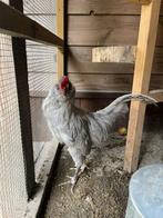 2 Lavendel Araucana hanen, Dieren en Toebehoren, Pluimvee, Mannelijk, Kip
