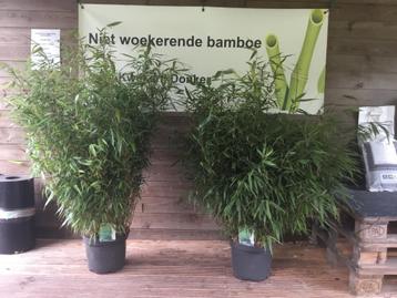 Fargesia Robusta Formidable, niet woekerende bamboe!!! beschikbaar voor biedingen