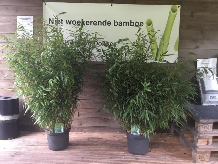 Fargesia Robusta Formidable, niet woekerende bamboe!!!, Tuin en Terras, Planten | Tuinplanten, Vaste plant, Overige soorten, Volle zon
