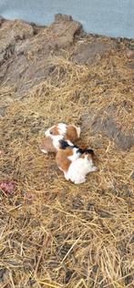 Cavia's, Dieren en Toebehoren, Knaagdieren, Cavia, Geslacht onbekend, November, Tam